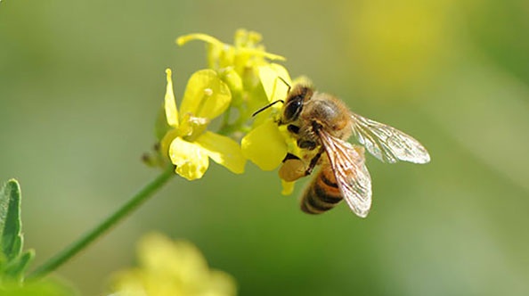 Sauvons les abeilles