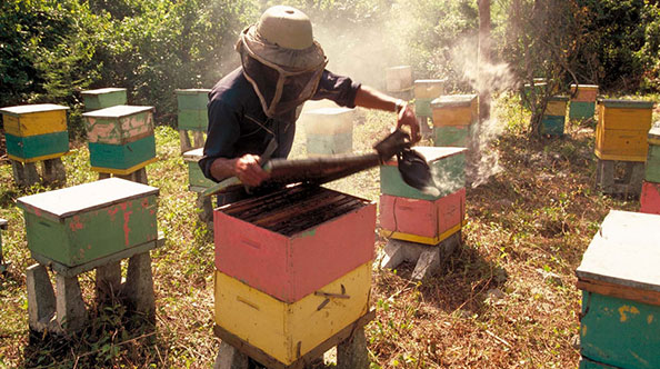 Des apiculteurs passionnés