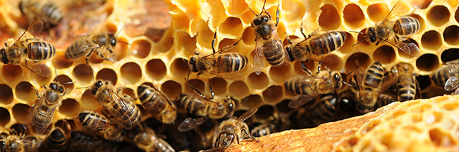 Comment fonctionne Un toit pour les abeilles ?