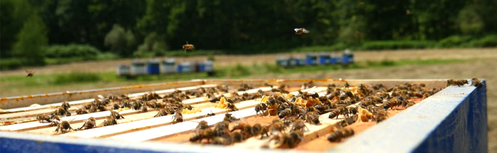 Un Toit Pour Les Abeilles Parrainez Une Ruche Sauvez Les