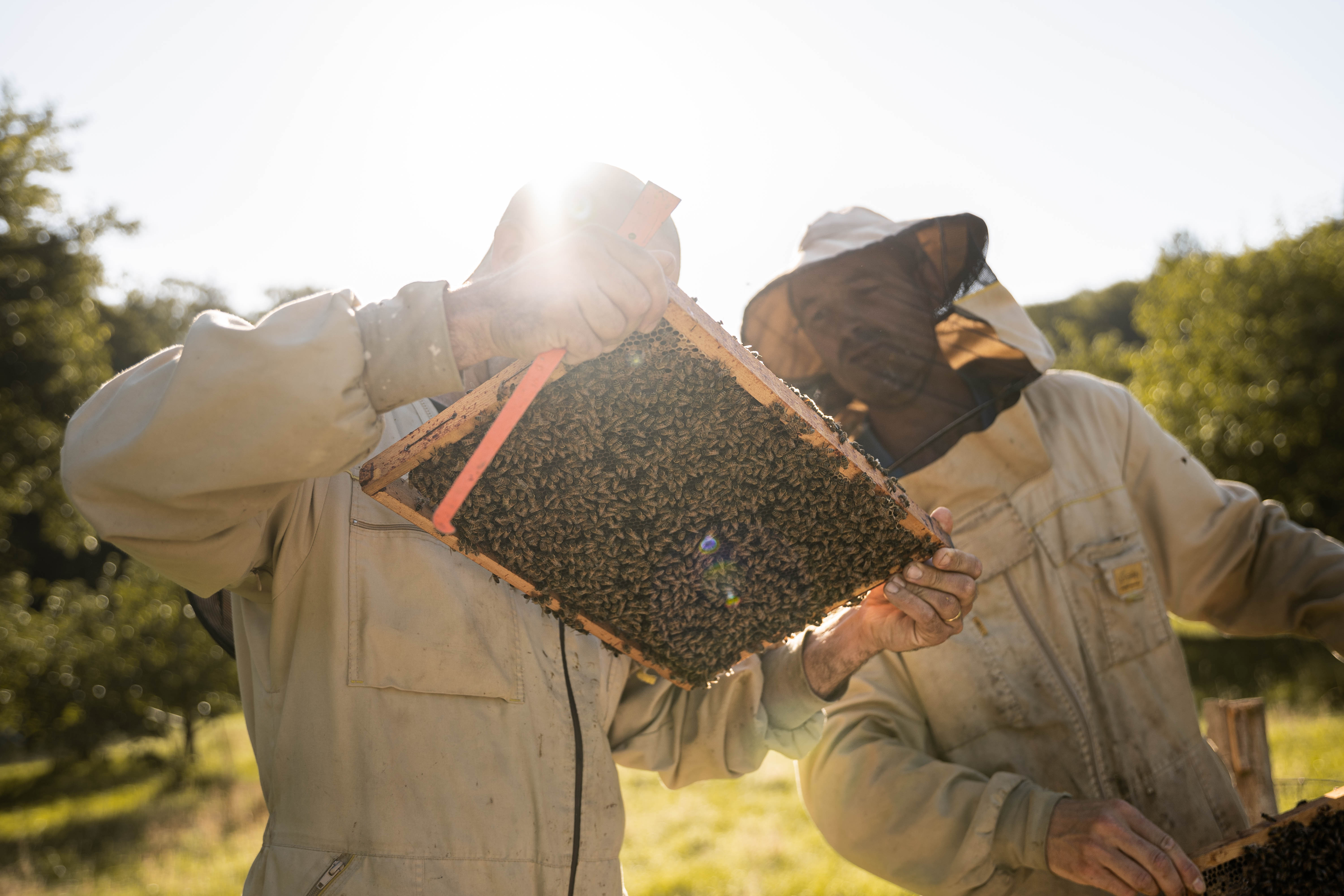 UTPLA apiculteur Pierre Antoine et Mathieu COUVREUR - DECOSTER