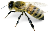 Parrainage abeille Florent walkowiak