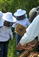 journees abeilles