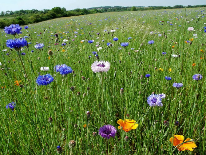 Des Fleurs Pour Les Abeilles