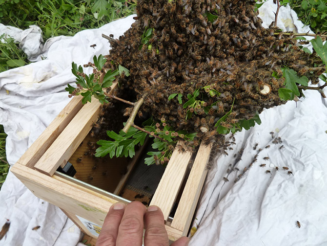 récupération d'essaims d'abeilles partenariat