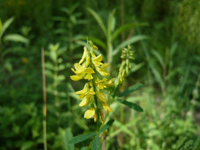 Des Fleurs Pour Les Abeilles 3