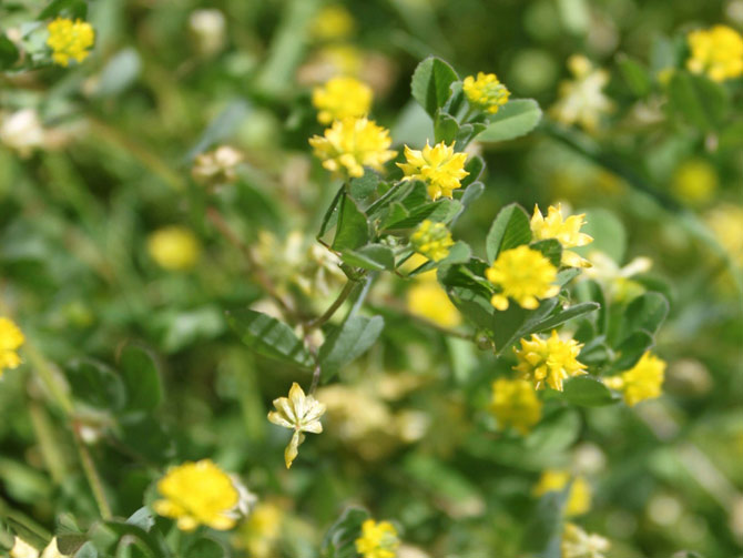 Des Fleurs Pour Les Abeilles - adopter une ruche