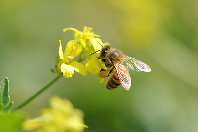 La cire d'abeille à des vertus cicatrisantes et apaisantes