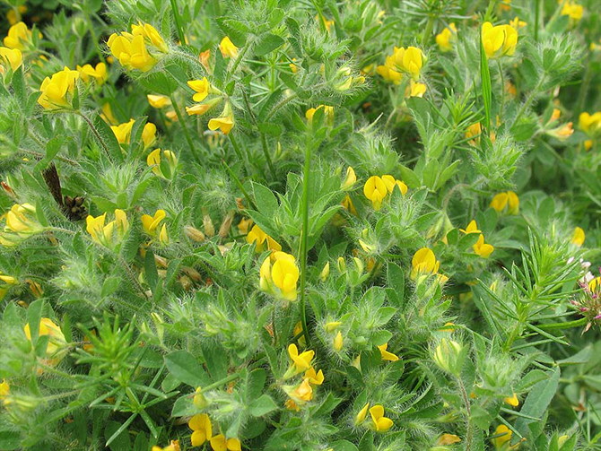 Des Fleurs Pour Les Abeilles - adopter une ruche