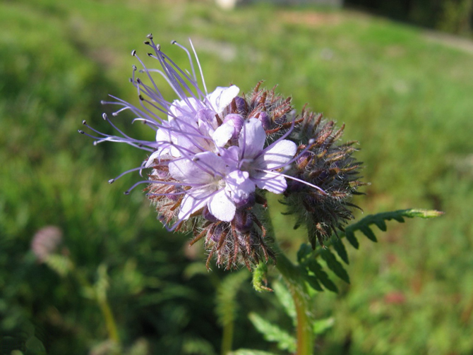 Des Fleurs Pour Les Abeilles - un toit pour les abeilles