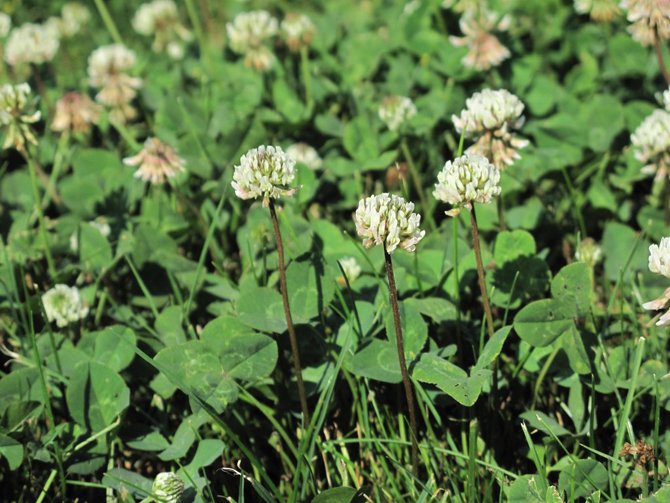 Des Fleurs Pour Les Abeilles - adopter une ruche