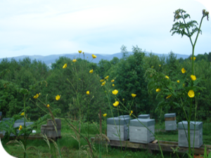 Le rucher du Parc Naturel Régional Livradois Forez
