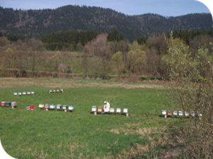 Le rucher de la Vallée du Rabodeau