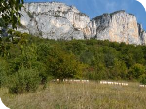 Les abeilles du Vercors