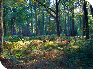 Le rucher connecté de Fleurines