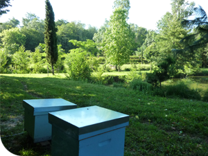 Le rucher des Côteaux de Bourg