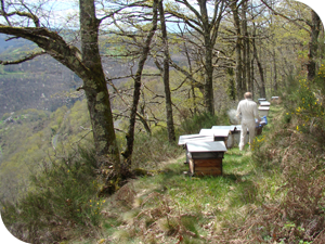 Le rucher du Carladez