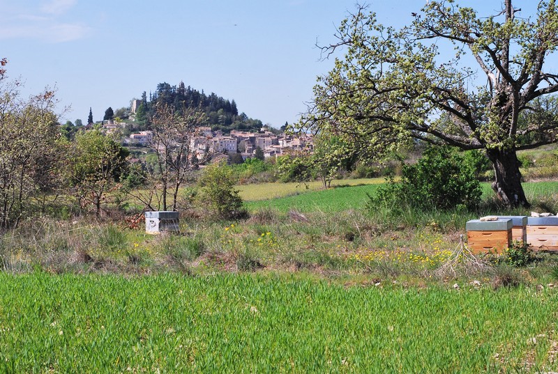 Le Rucher connecté de Forcalquier