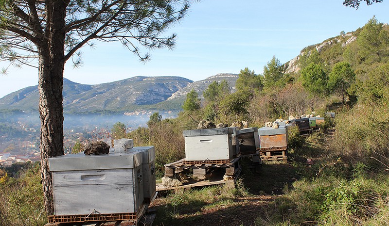 Le rucher connecté de Roquevaire