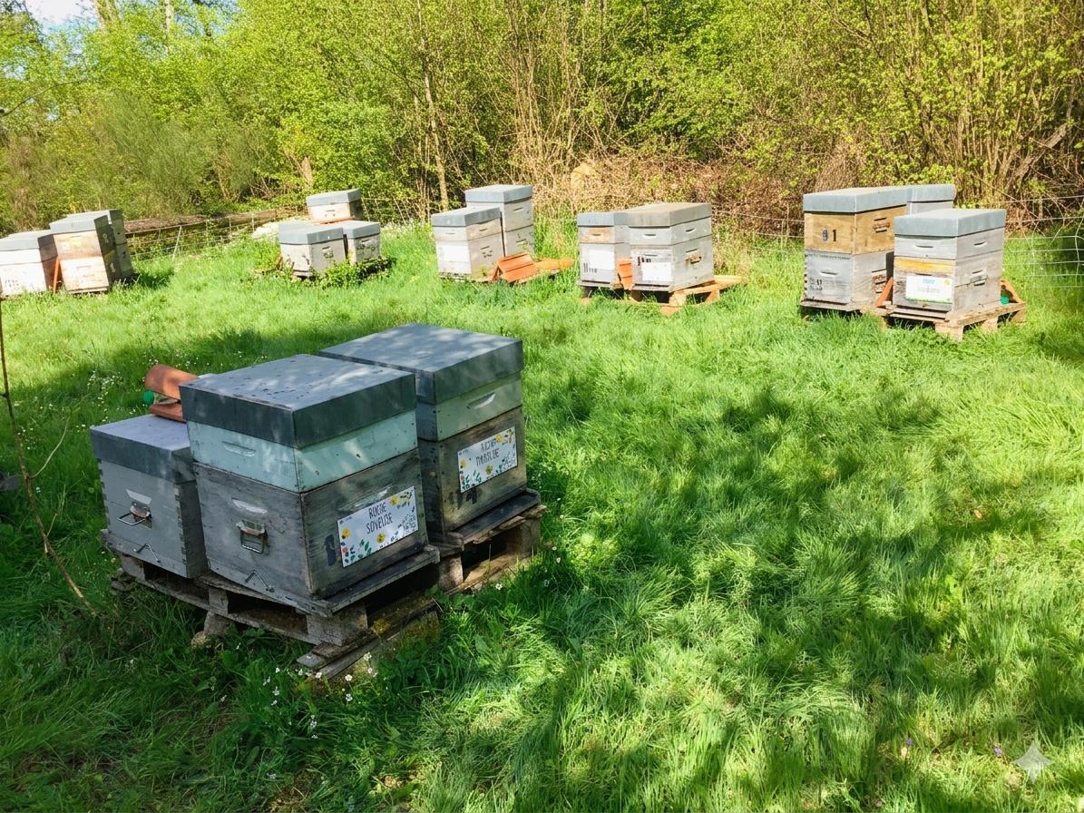 Le rucher du Parc Naturel Régional Livradois Forez