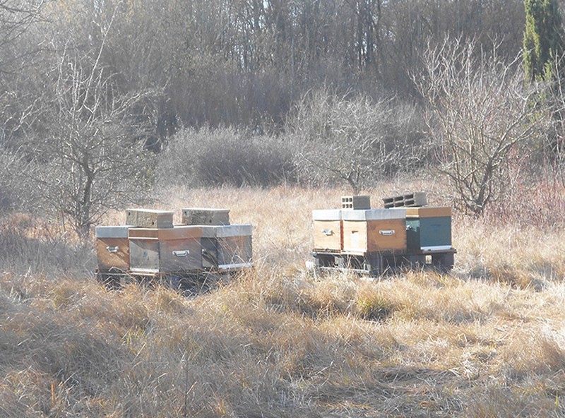 Le rucher connecté Samariens 