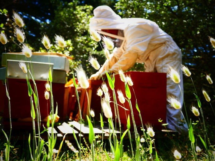 Le Rucher Au Près des abeilles