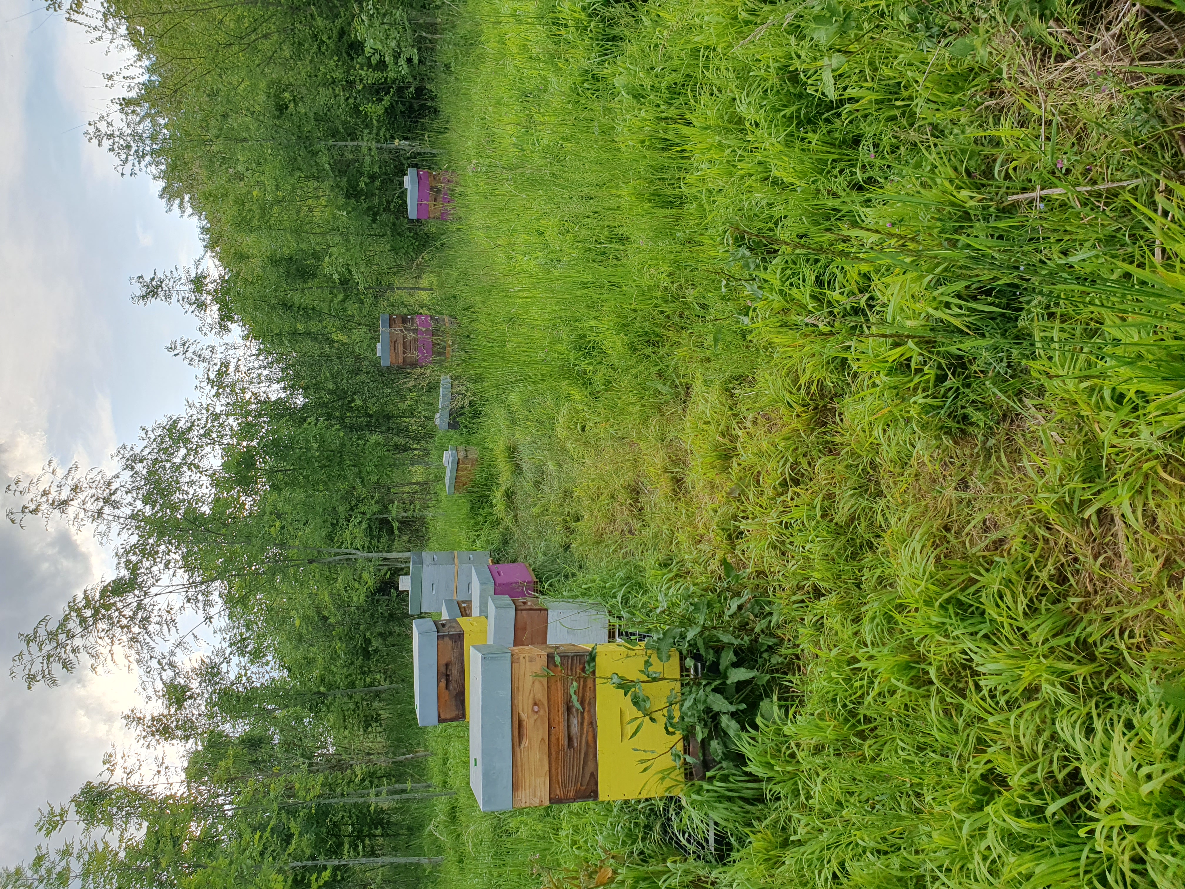 Le rucher du Carnetin