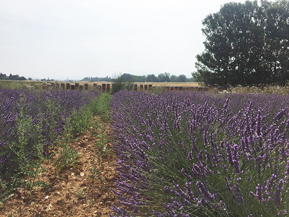 Le rucher de Val de Chalvagne