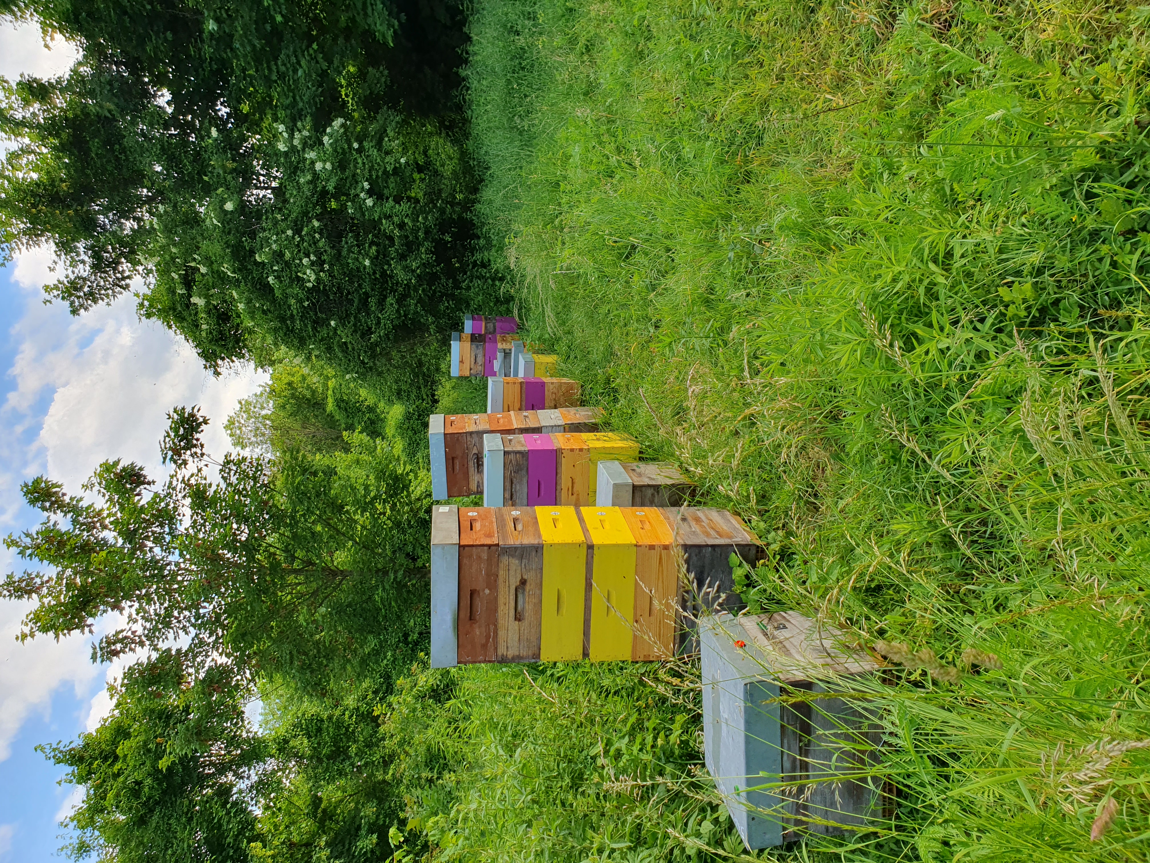 Le rucher de la Violette