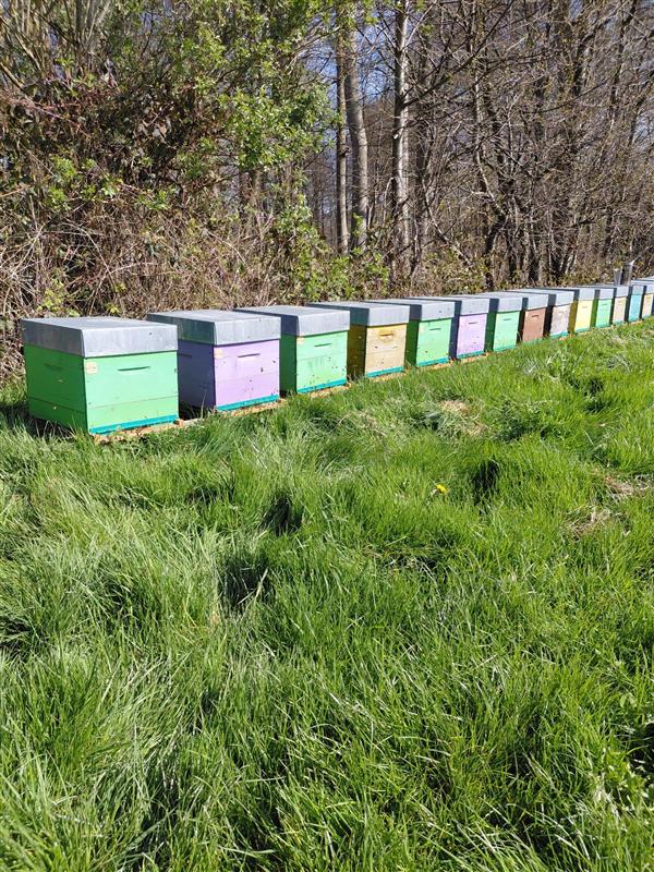 Les ruches de Florent