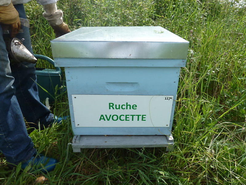 La ruche