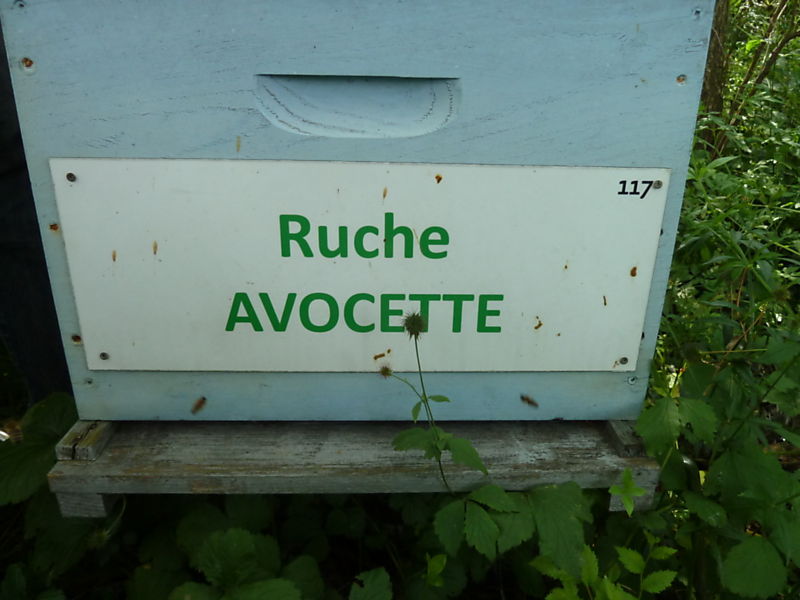 La ruche Avocette