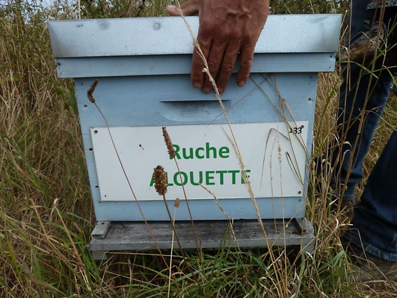 La ruche Alouette
