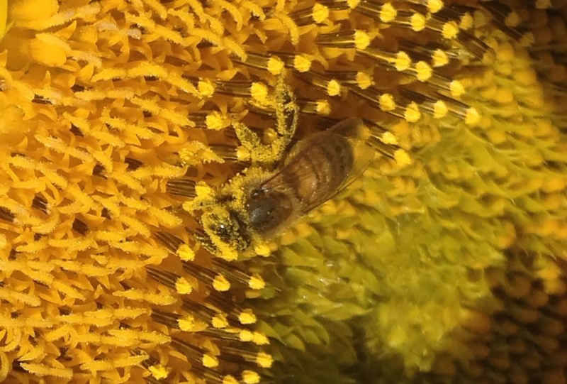 La ruche Esculape
