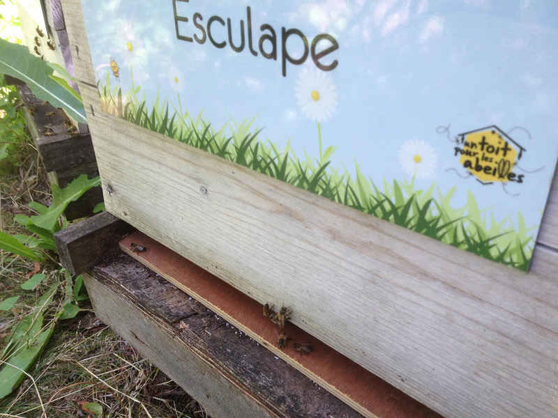 La ruche Esculape