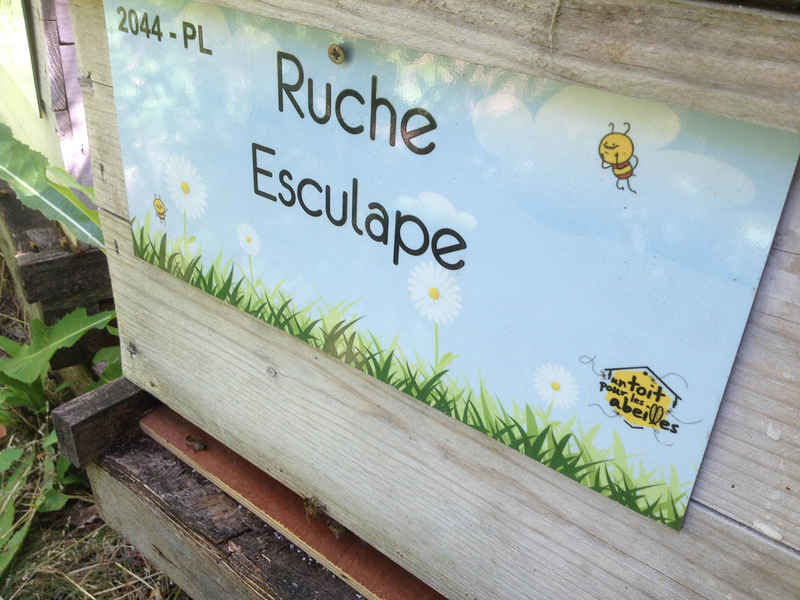 La ruche Esculape