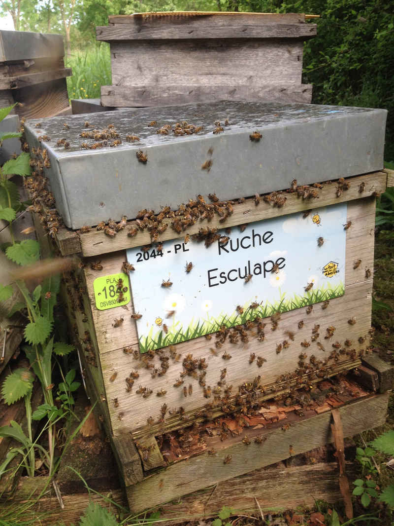 La ruche Esculape