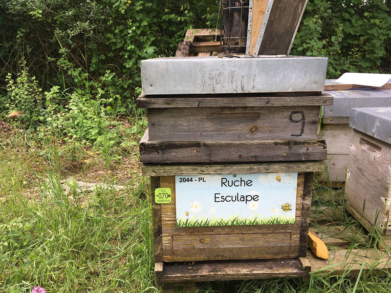 La ruche Esculape