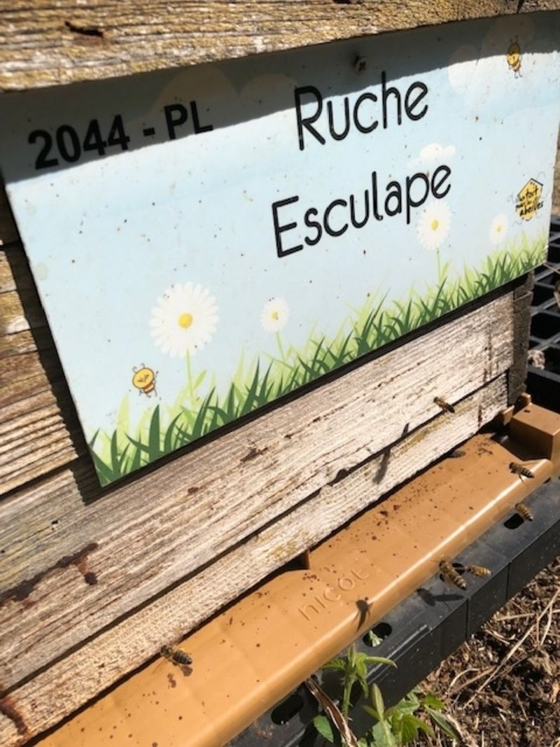 La ruche Esculape