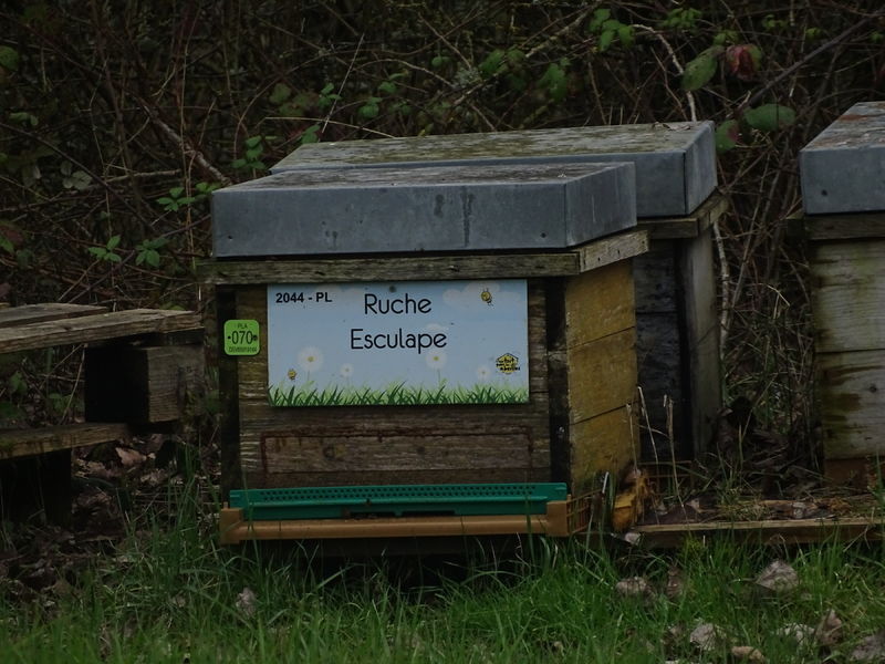 La ruche Esculape