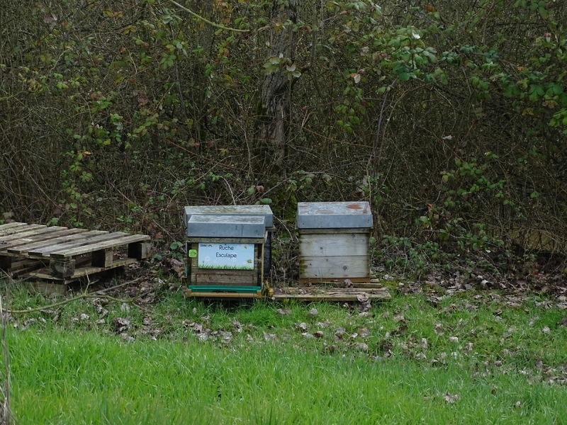 La ruche Esculape