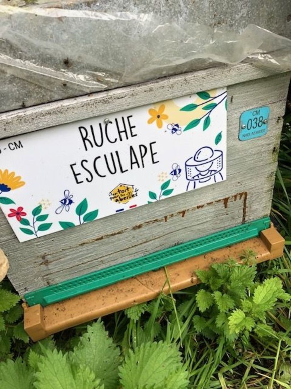 La ruche Esculape