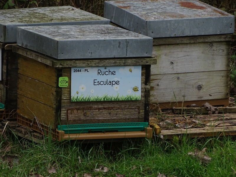 La ruche Esculape