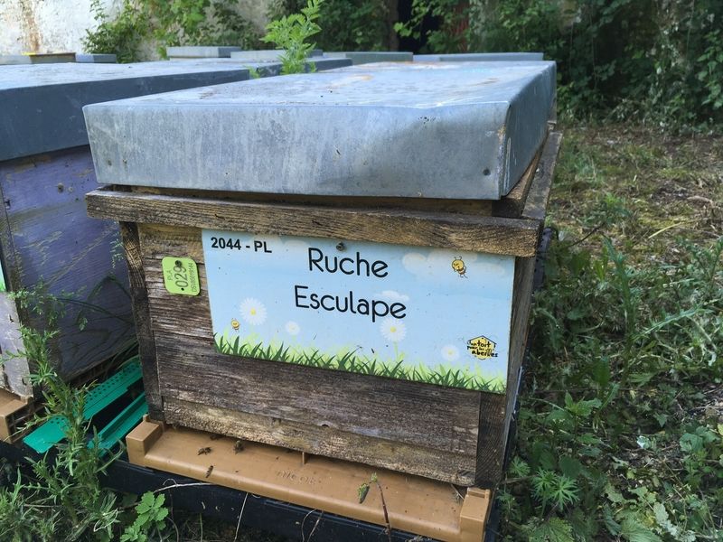 La ruche Esculape