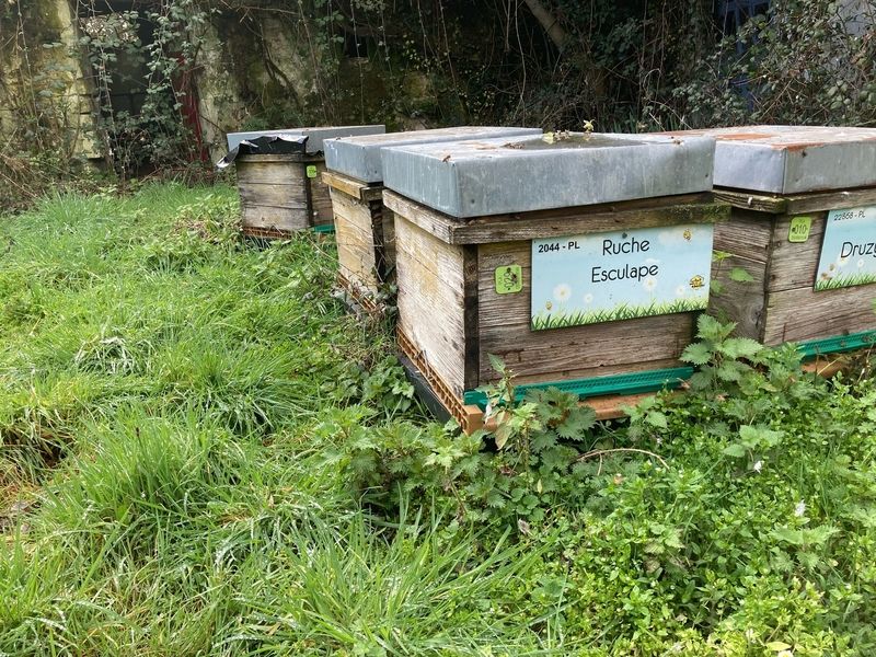 La ruche Esculape