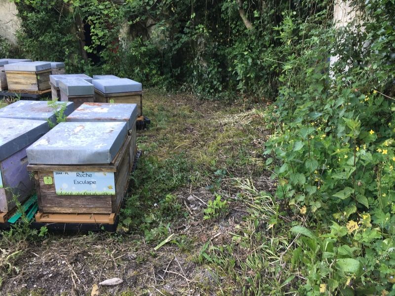 La ruche Esculape
