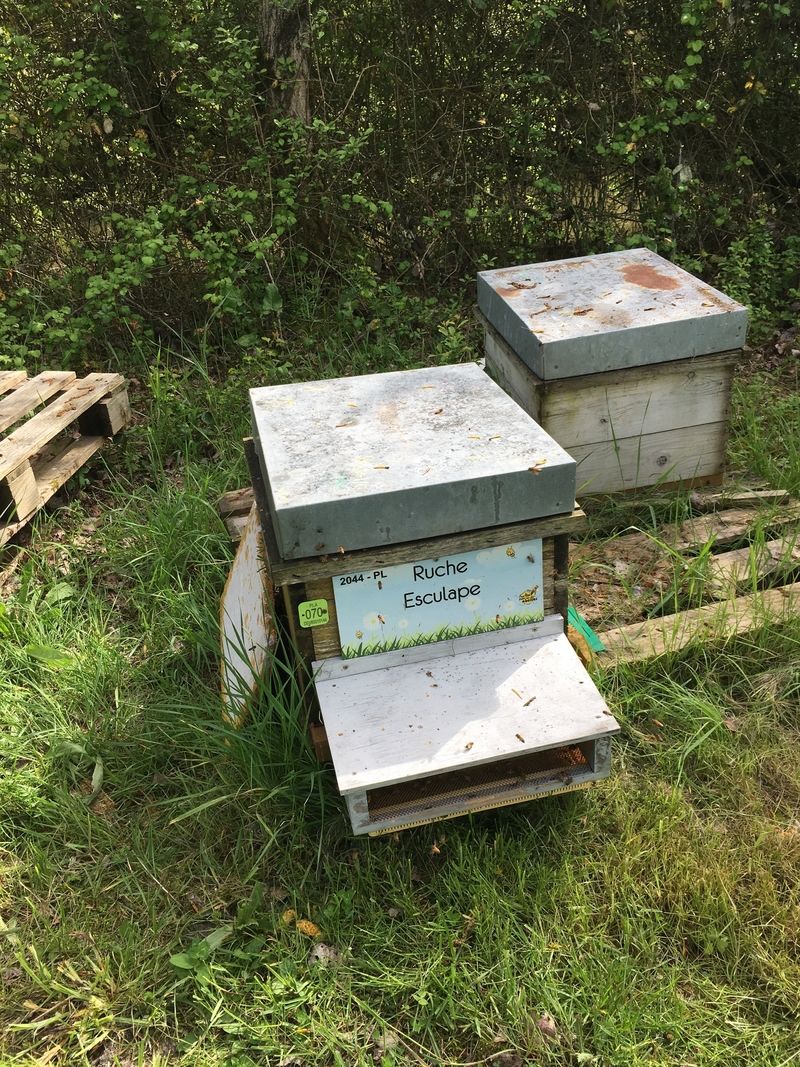 La ruche Esculape