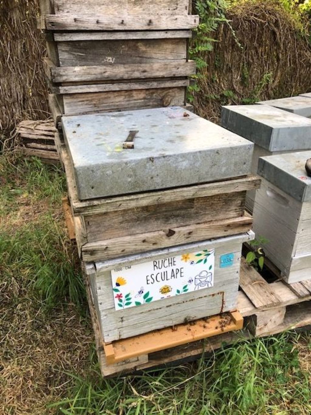 La ruche Esculape