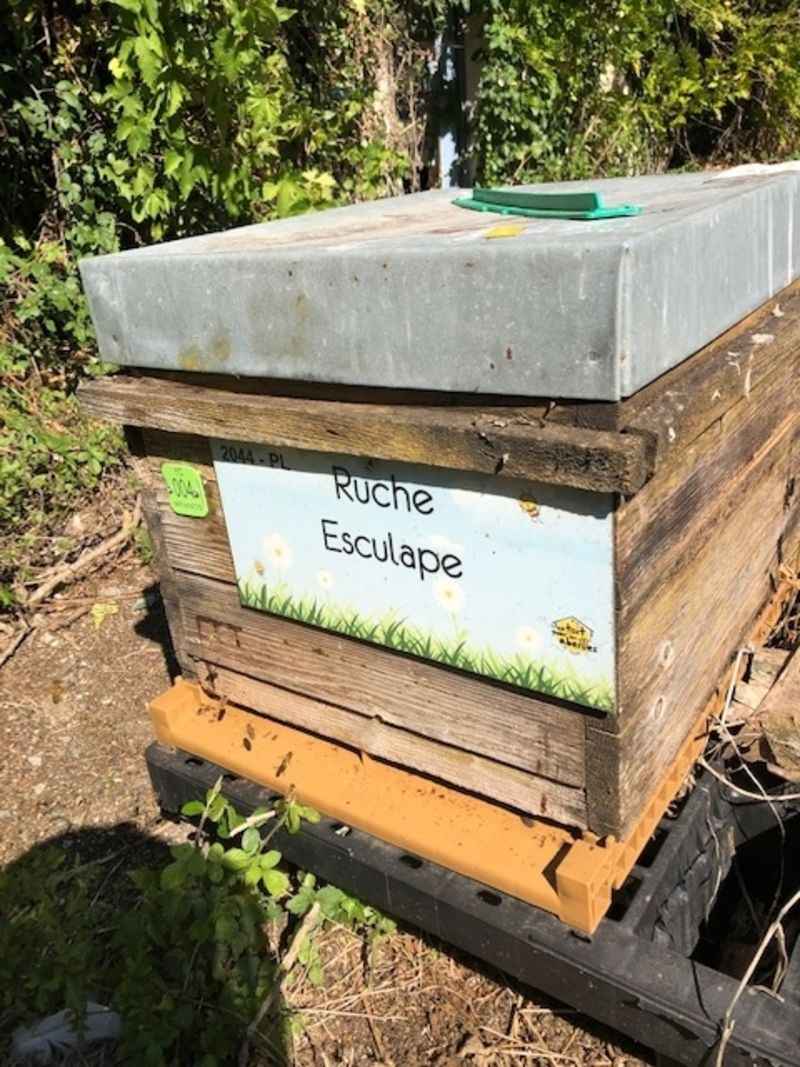 La ruche Esculape
