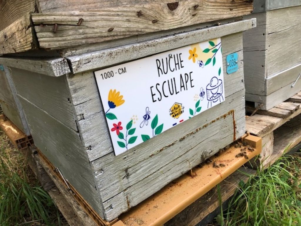 La ruche Esculape